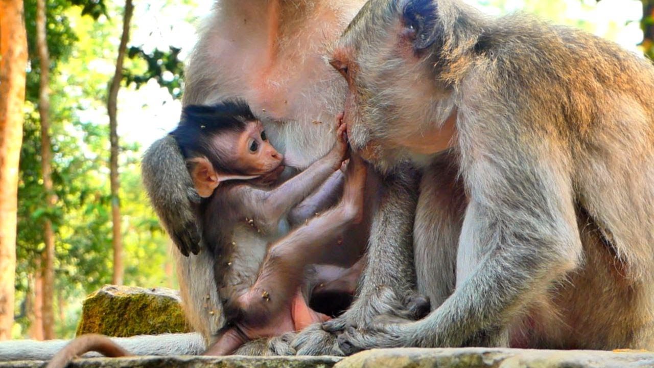 #cutemonkey #cutebabymonkey #baila #monkeychallenge