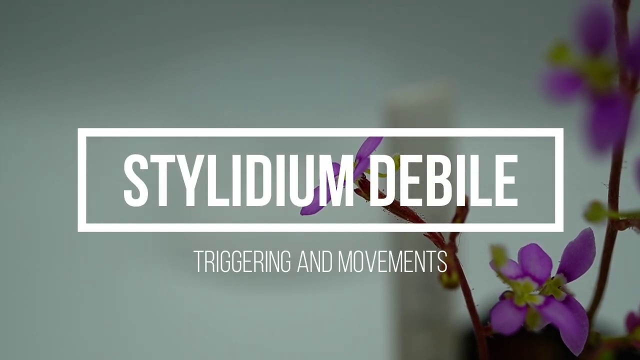 Stylidium debile triggering and movements/ Stylidium Bewegungen und Aktivierungen des Gynostemiums