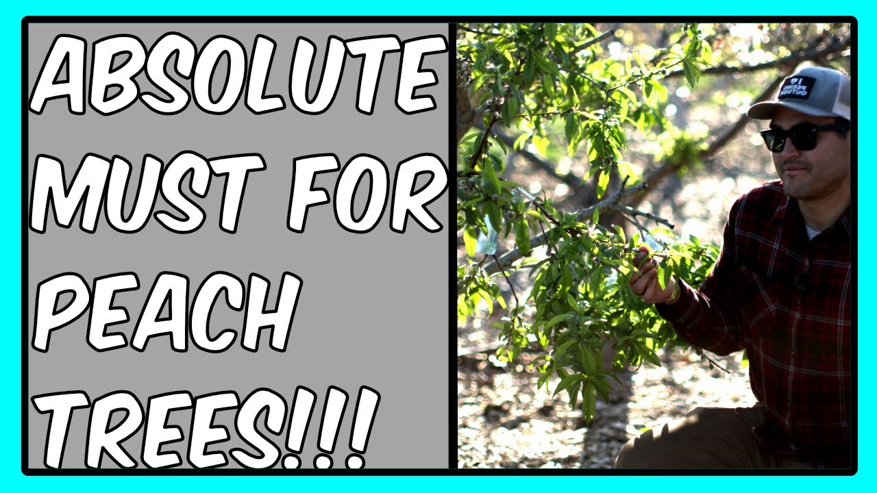 How to grow the Sweetest Peaches... Thinning peaches a must do #gardening #peach #jadam