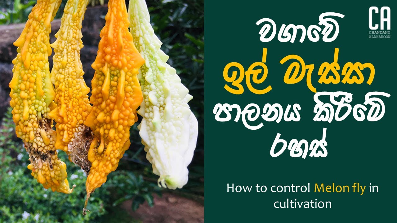 කරවිල, වැටකොලු, පතෝල වගාවලට හානි කරන ඉල් මැස්සා පාලනය කිරීමේ රහස් | How to control Melon fly