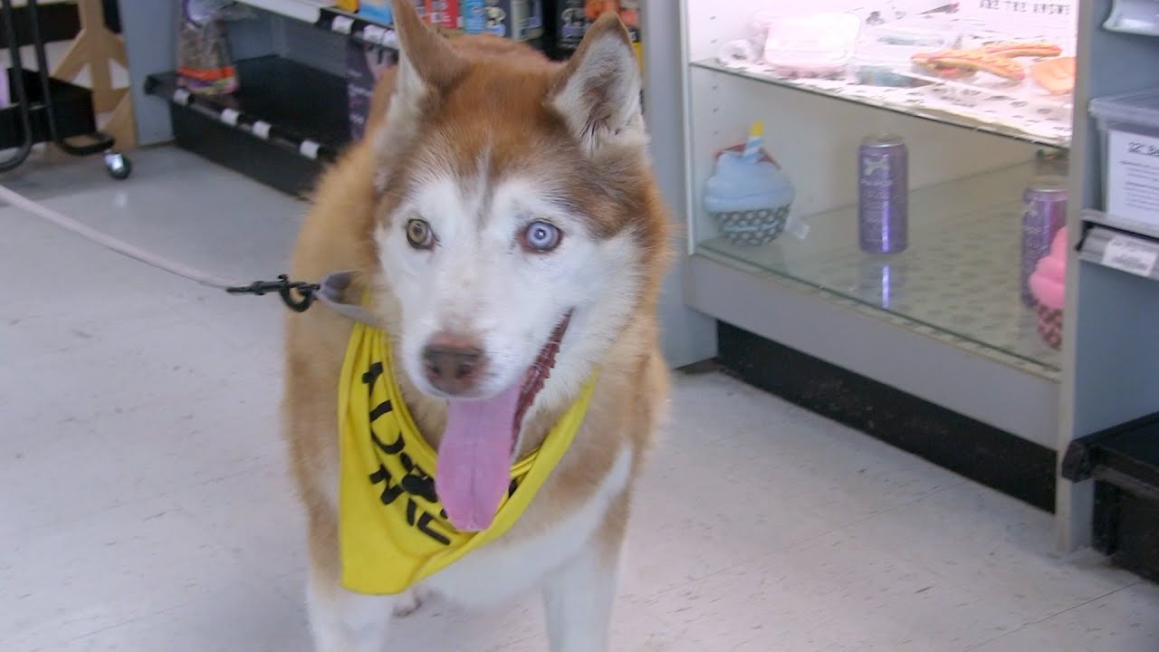 WDHA's Rock N' Ruff - 