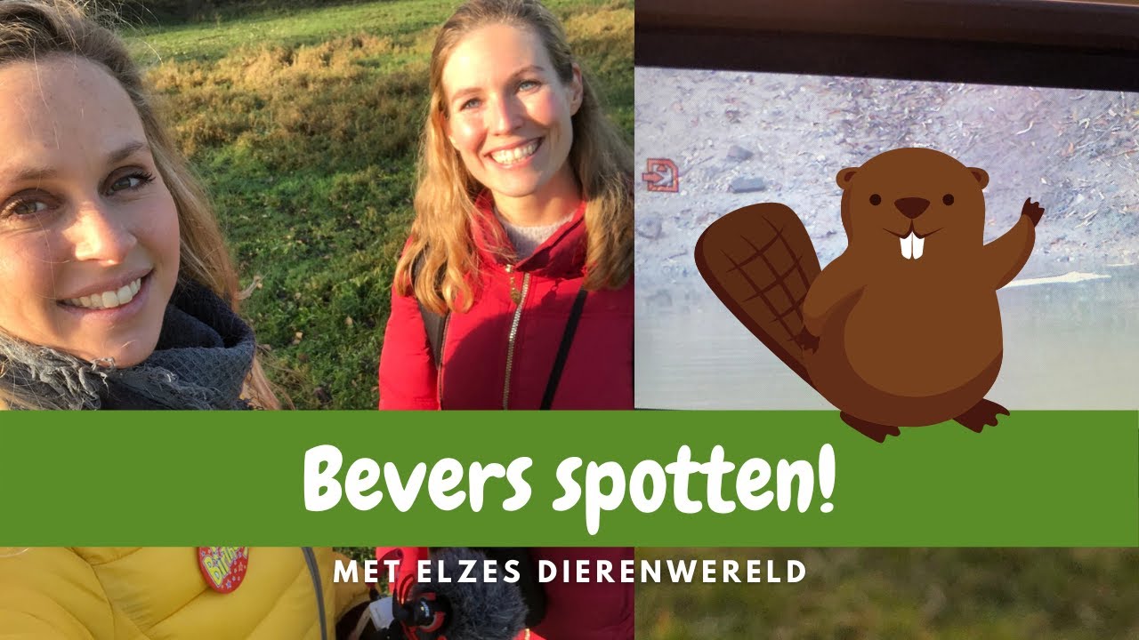 Bevers spotten met Elzes Dierenwereld