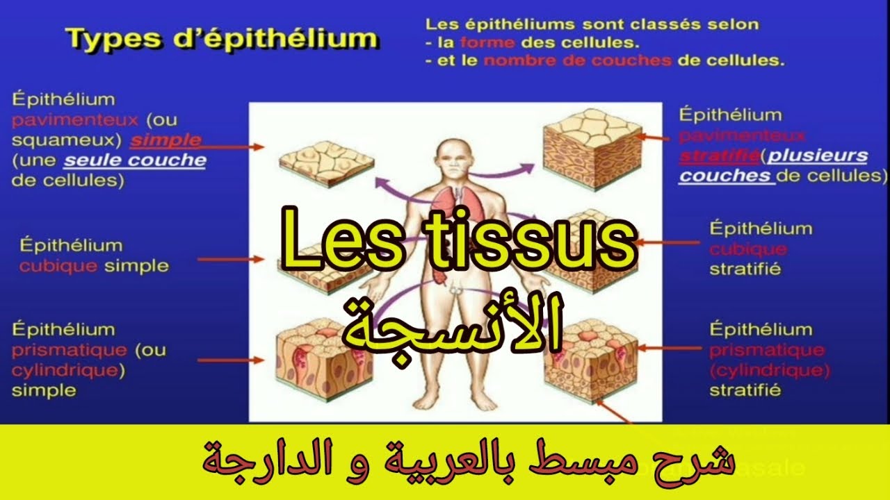 Cours 5 : Les tissus (epith&eacute;lial et conjonctif) الأنسجة