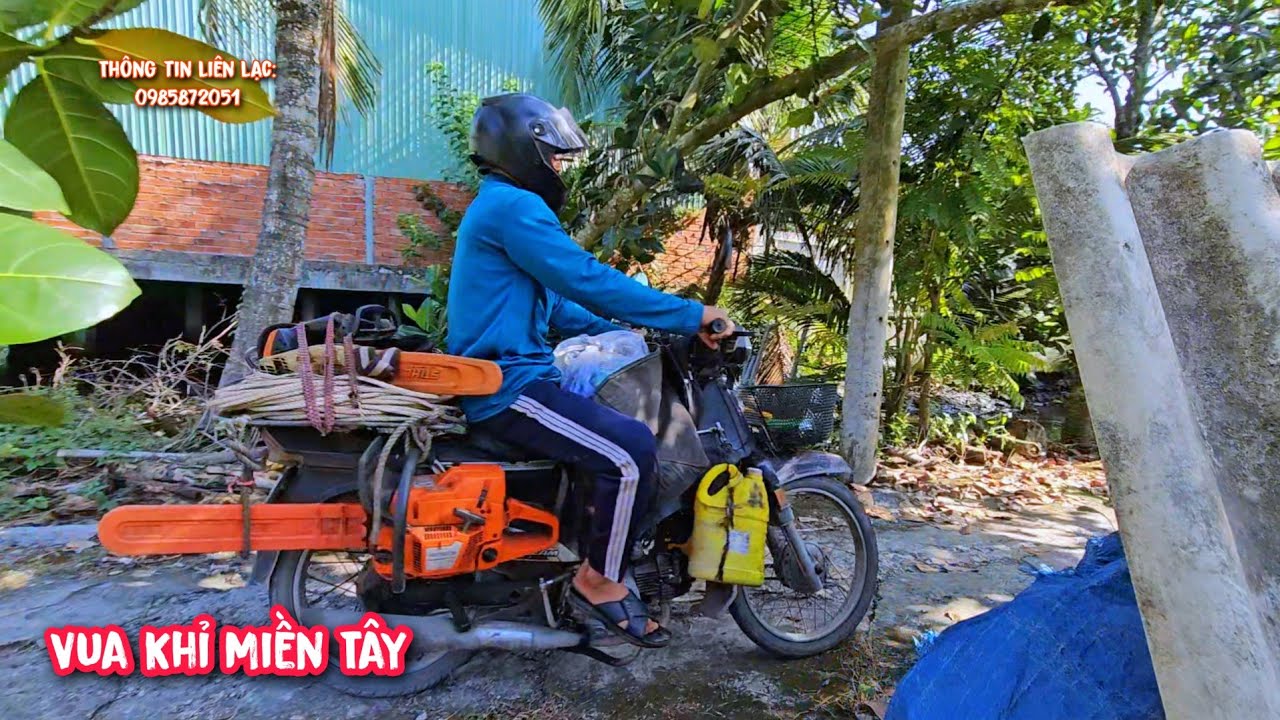 Quá Siêu Đẳng !!! Chưa đầy 1 buổi sáng Vua Khỉ đã cưa hạ được 15 gốc cây Cóc.