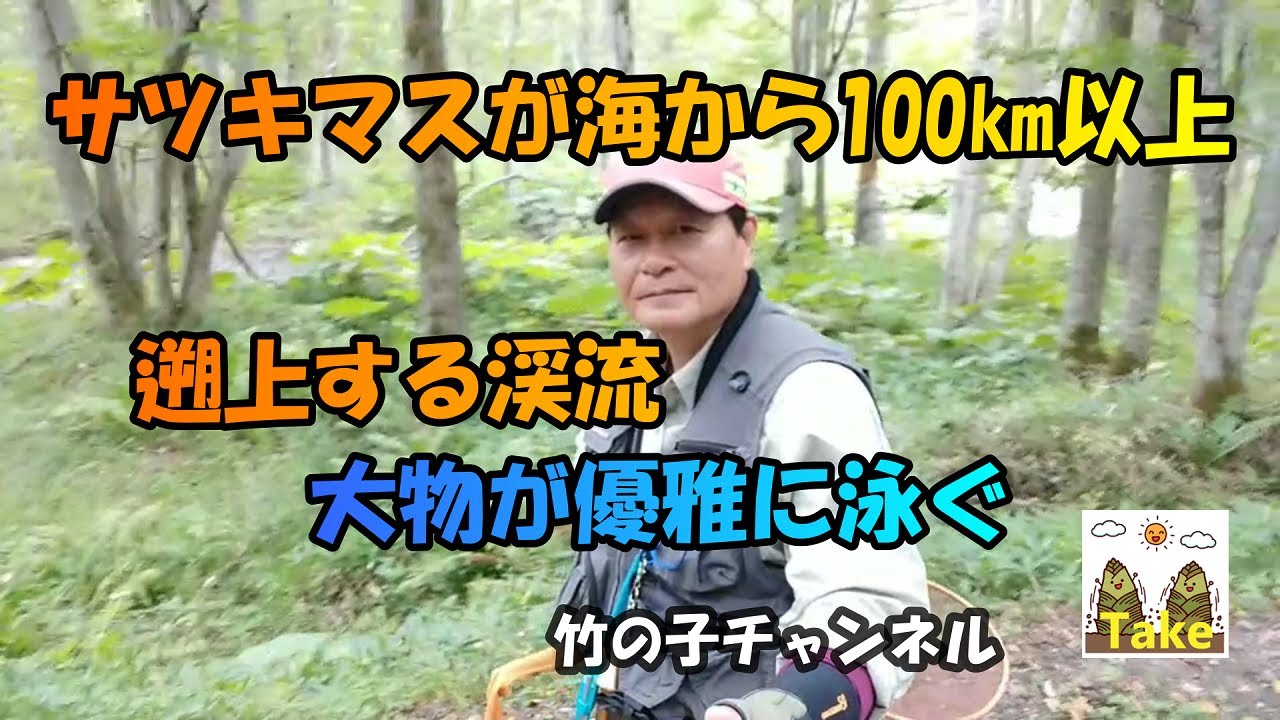 サツキマスが海から100km以上遡上する渓流
