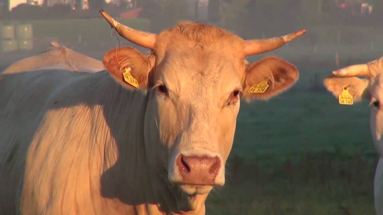 Biohof Kapplermühle - unser Landleben