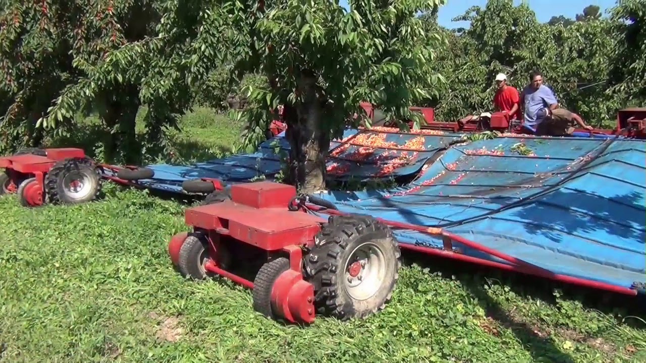 Récolte de cerises bache entraînée par des robots