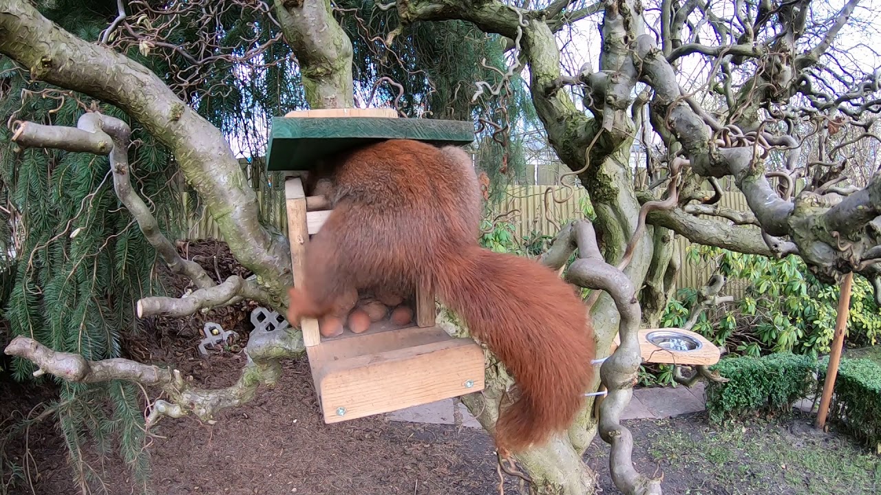 Eichhörnchen am Futterhaus