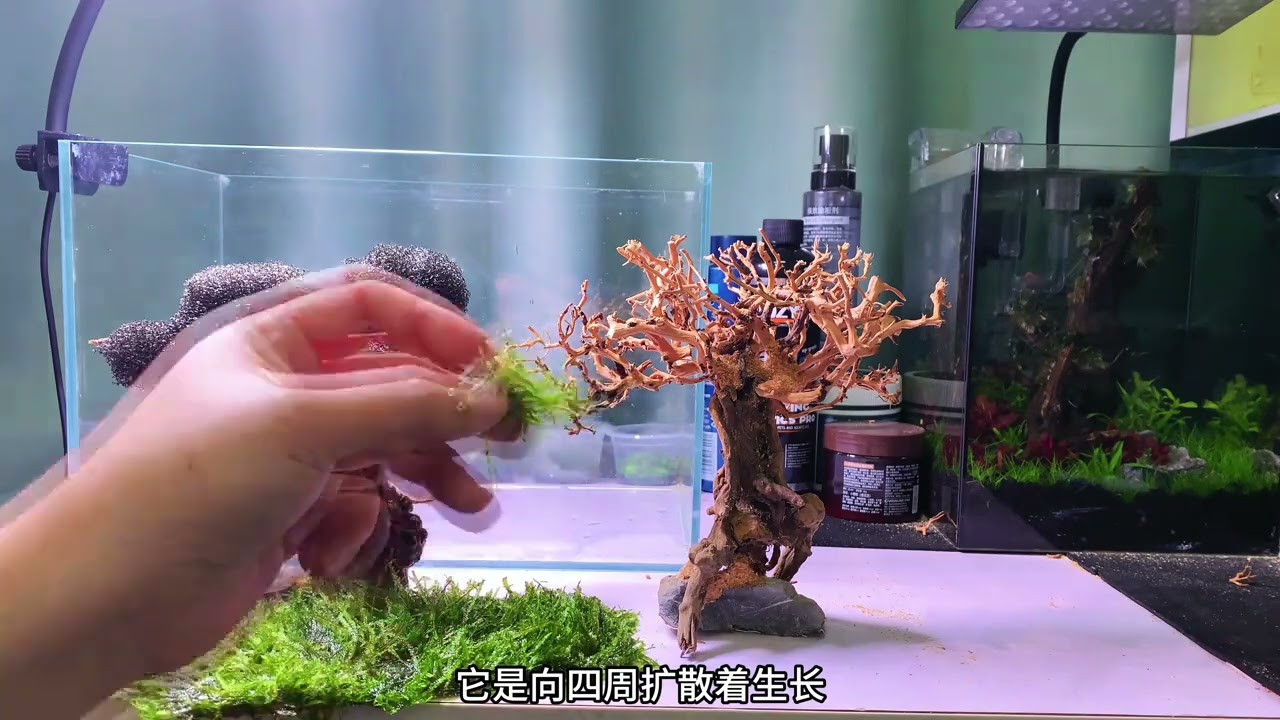 很簡單的水草缸開缸過程  莫斯樹與水榕樹的做法都有  看個人喜歡😏#水族造景 #水草缸 #水草造景