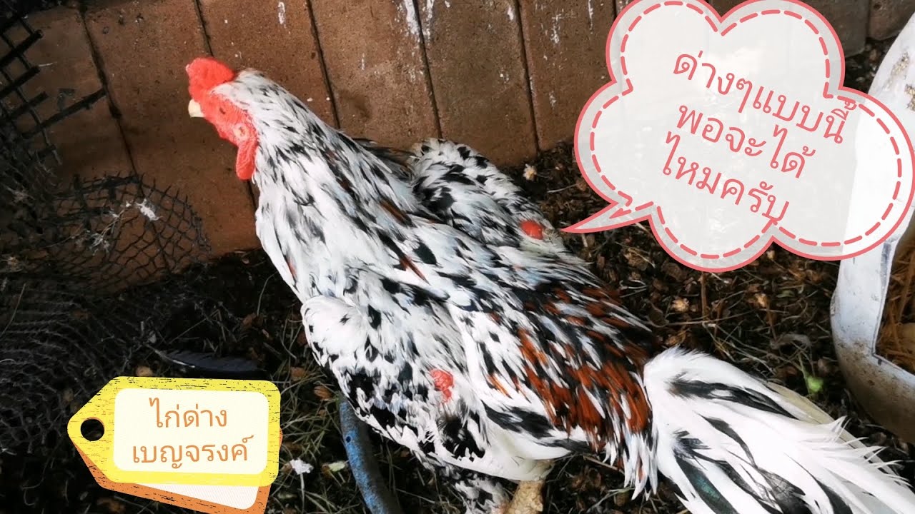 ไก่ด่างเบญจรงค์ #ไก่สวยงาม​ 