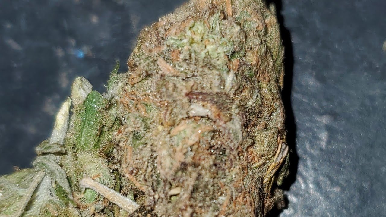 Сорт BLUE DRAGON в стиле Wake and BAKE