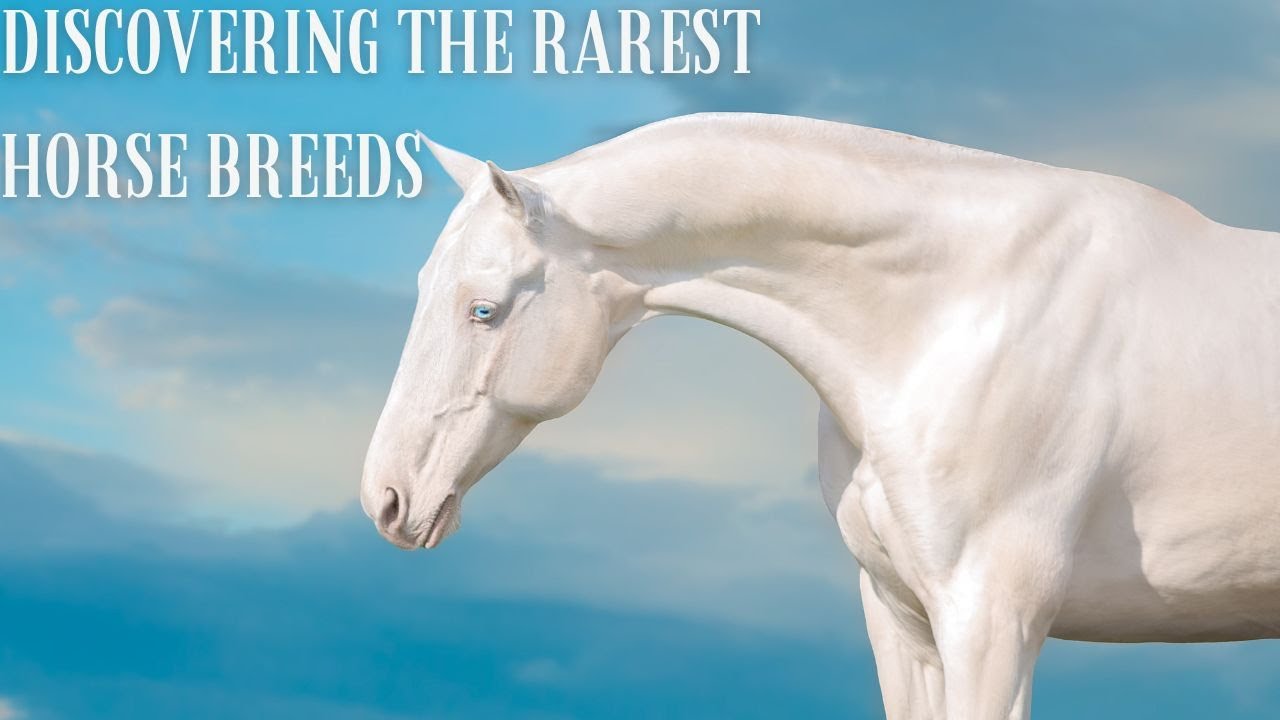 The Rarest Horse Breeds in the World