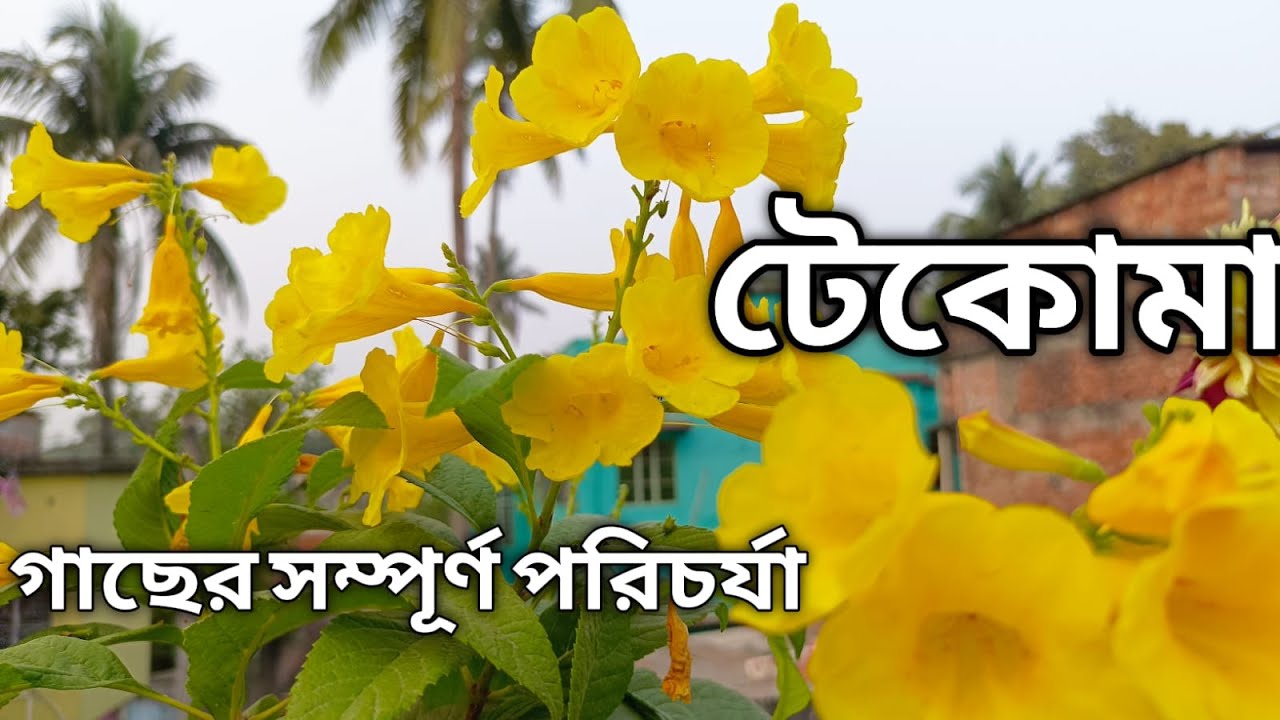 টেকোমা গাছের  প্রচুর ফুল পেতে সঠিক পরিচর্যা How to take care tecoma plants #tecomaplants