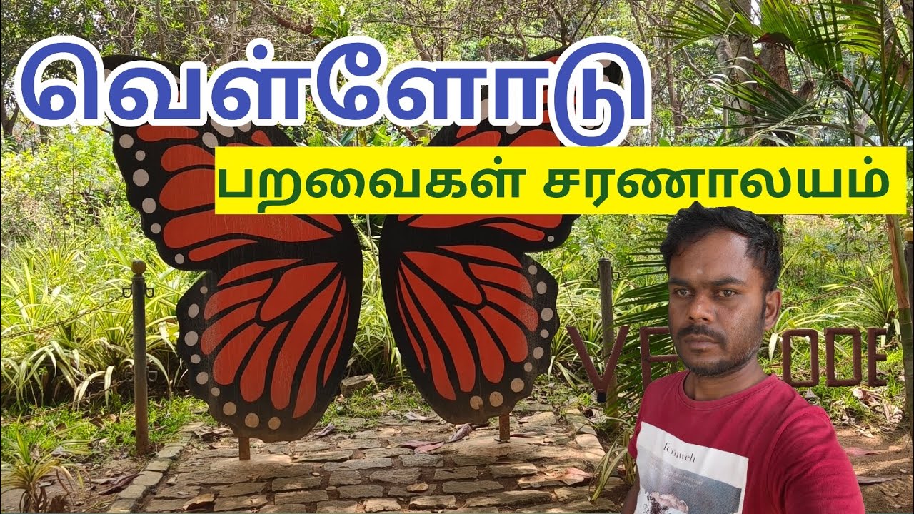 🔥 வெள்ளோடு பறவைகள் சரணாலயம் 🐍 சீசன் தொடங்கியாச்சு🦆🦩🦢