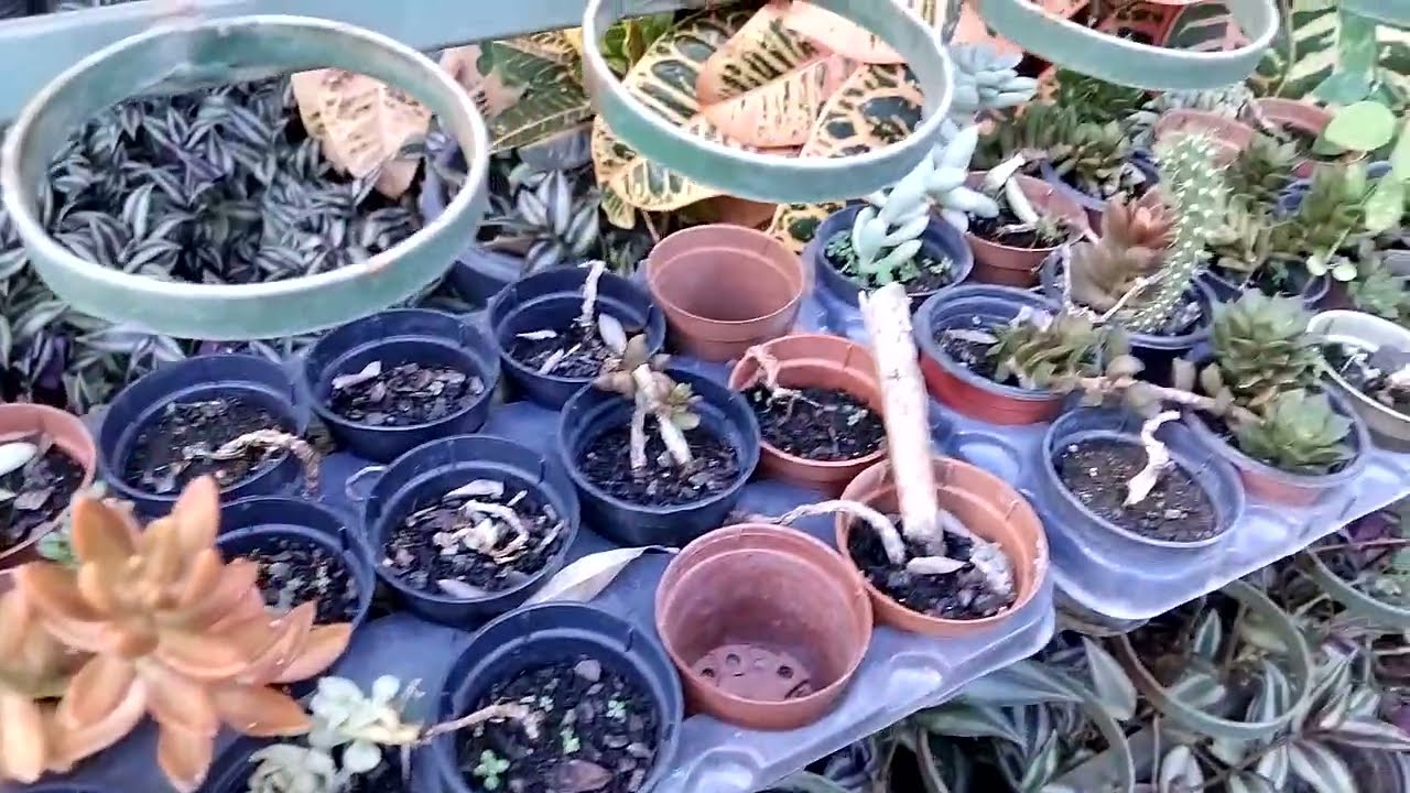 Várias Plantas Nesse Quintal