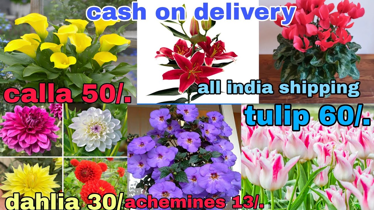 Winter flower bulbs tulip hyacinth calla lily achemines whatsapp 8273837165