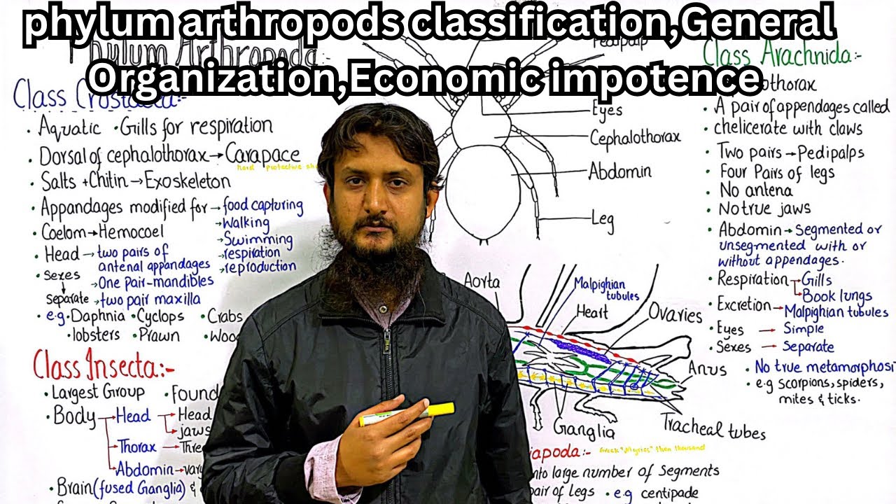 Classification of phylum arthropoda | general organization | economic importance