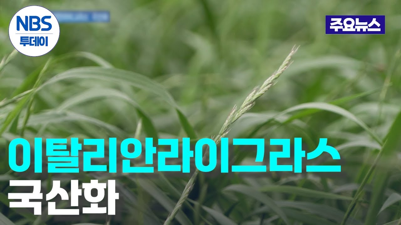 사료작물 ‘이탈리안라이그라스’ 국산화…“풀사료 자립기반 구축”