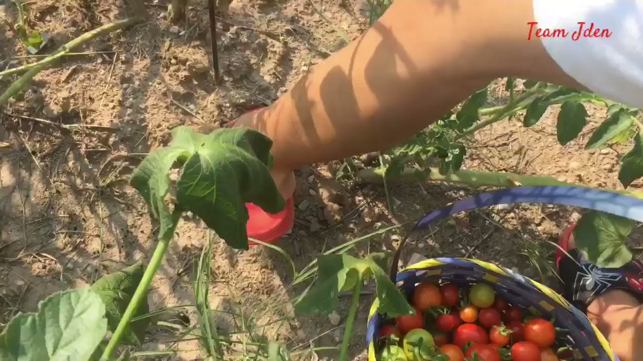 Harvesting Cherry Tomatoes in our Backyard || Garden in USA