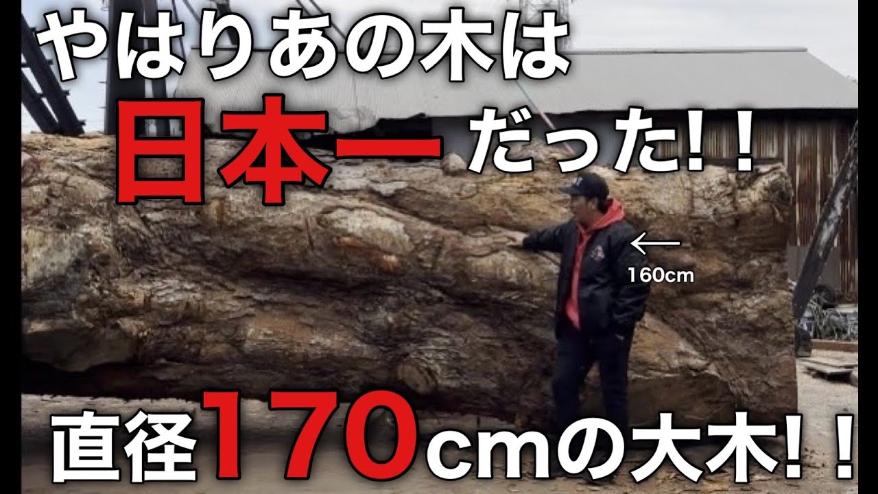 【日本最大】モンスター級丸太から最高級無垢板を取りに行ったが・・・