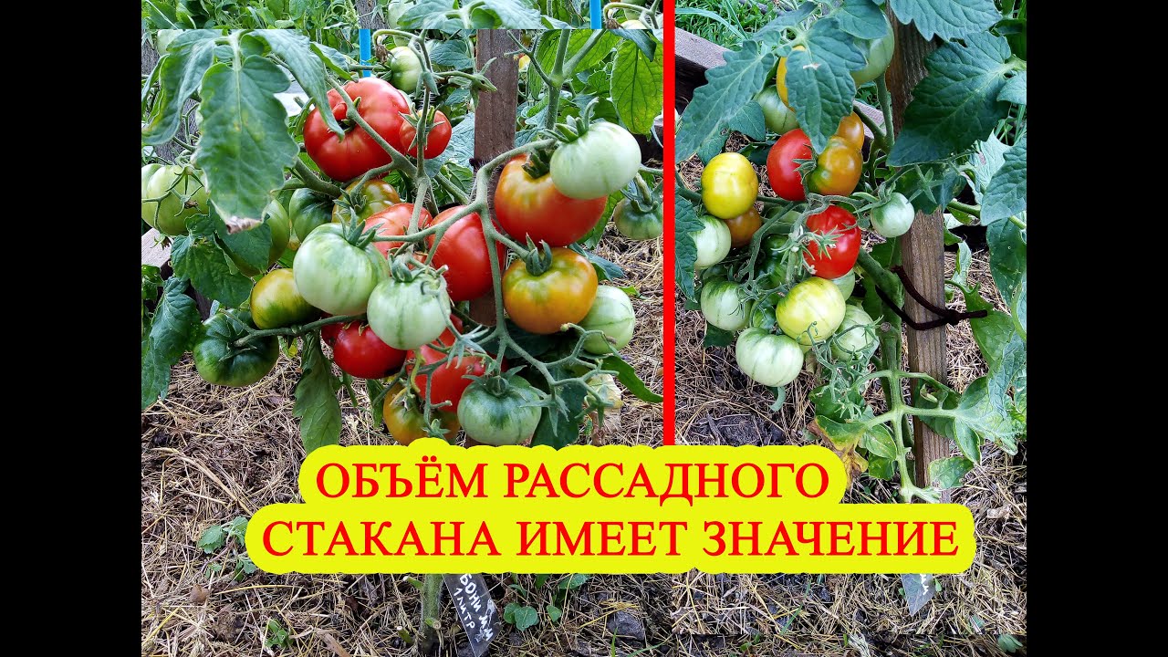 Объем рассадного стакана имеет значение