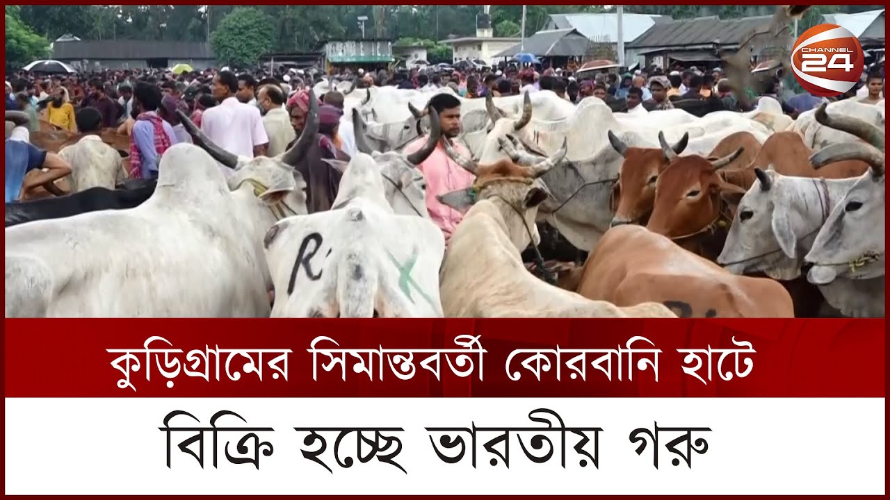 কুড়িগ্রামের সীমান্তবর্তী কোরবানি হাটে বিক্রি হচ্ছে ভারতীয় গরু | Channel 24