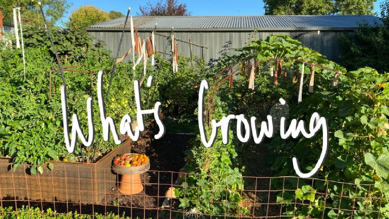 WHAT'S GROWING | MIDSUMMER Early Morning Tomato HARVEST | SMALL BACKYARD GARDEN VICTORIA AUSTRALIA