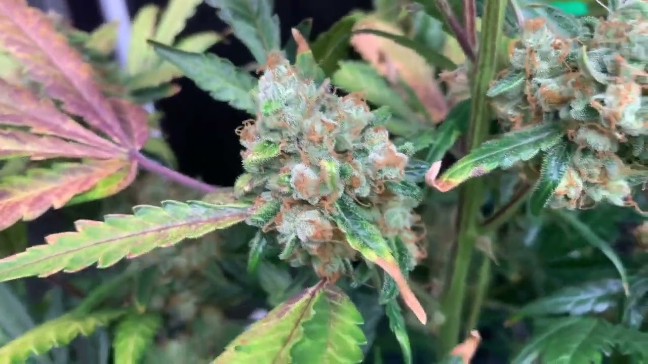 Strawberry 🍓 Cheesecake Weed Plants  Before Harvest #Seedsmanseeds
