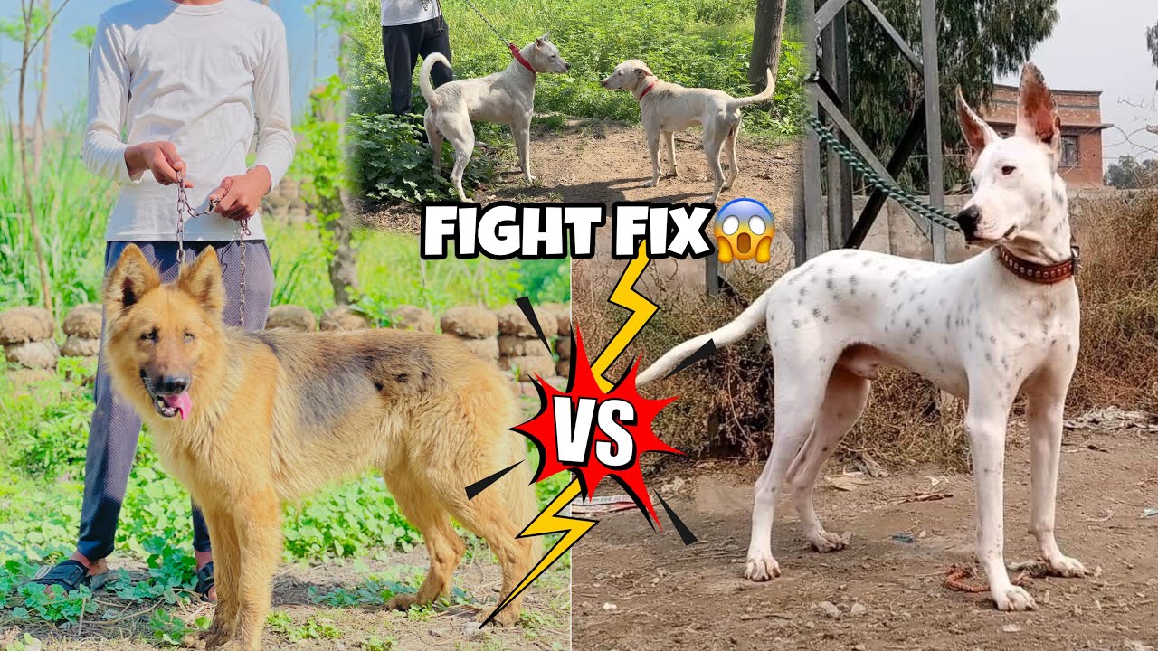There will Be Fight Of 1 German Shepherd And 2 Bully Dogs 🐕 Shikra Caught 