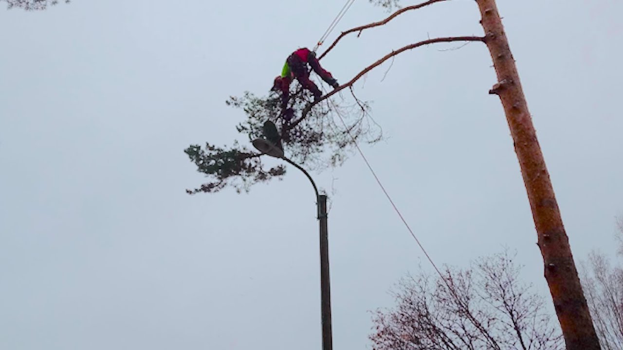Metsuri jäisellä oksalla.  Lumberjack on an icy branch. Echo cs 2511 tes and Husqvarna 572xp.