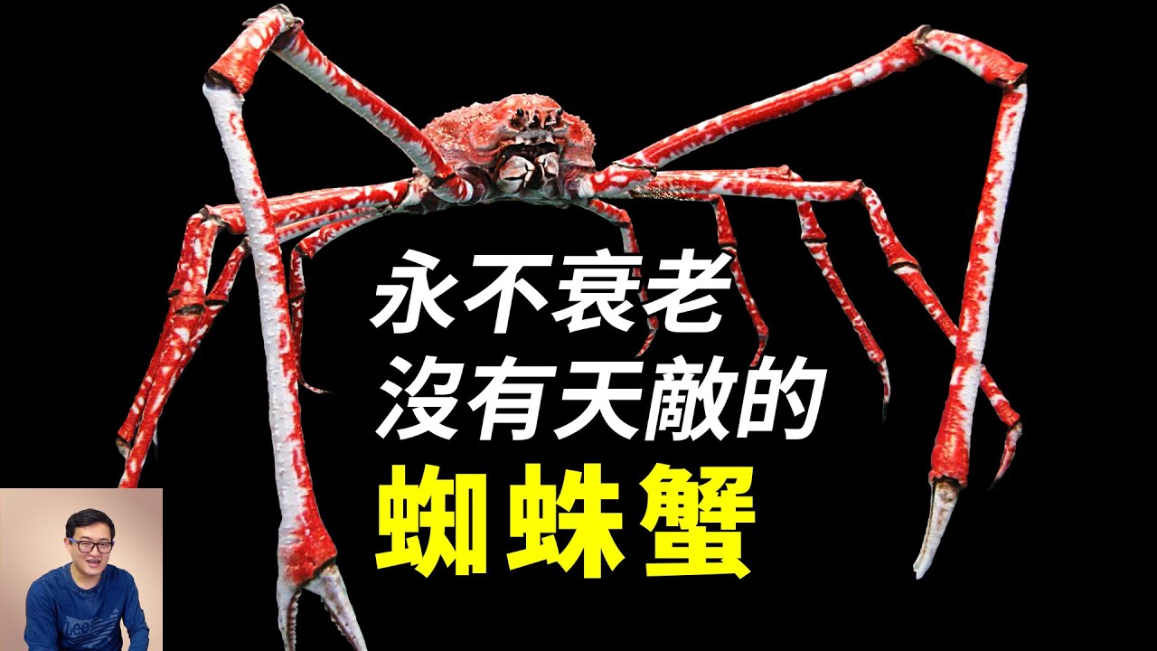 2米長的大長腿，永不衰老的基因，有帝王蟹兩倍大，能活到100歲的蜘蛛蟹【老肉雜談】#動物 #海洋生物 #海鮮 #螃蟹 #蜘蛛蟹 #crab