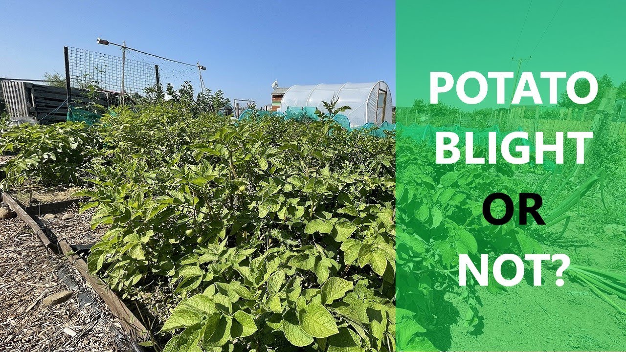 Potato Blight | Recognising Blight | Is it Blight? | Mark's Allotment Plot