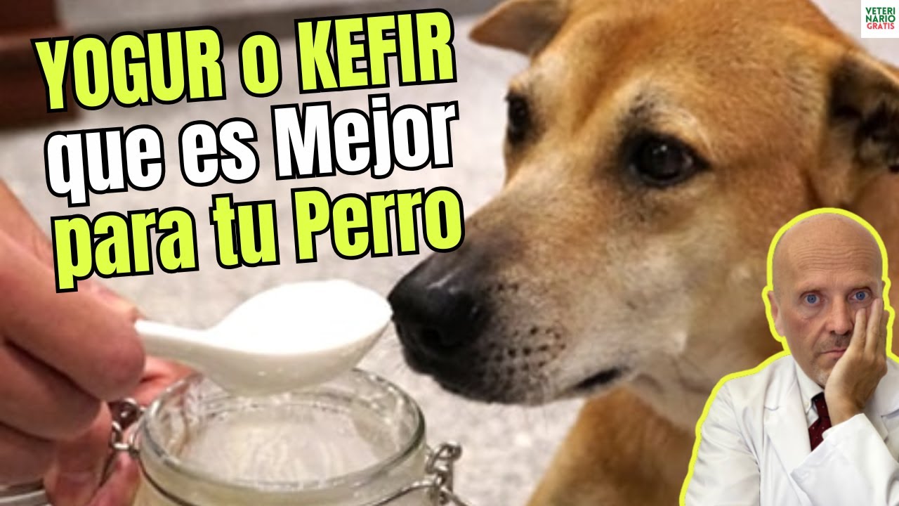 💥 ¿QUÉ es MEJOR para los PERROS: el YOGUR o el KÉFIR? 🤯 ✅ Beneficios y Riesgos CLAROS. 🐾