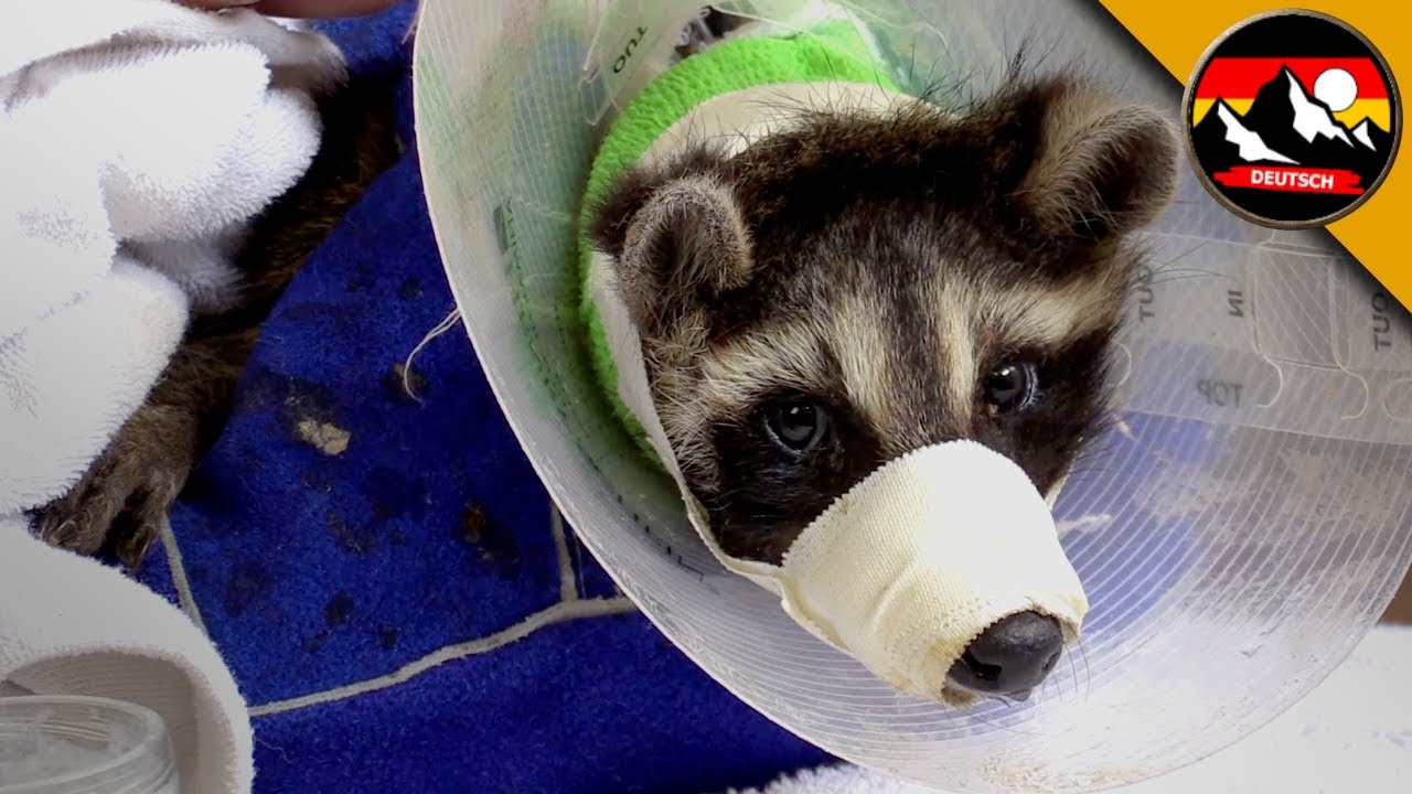 TIERRETTUNG im Ohio Wildlife Center! Wie das Zentrum die Tiere sch&uuml;tzt | Brave Wilderness Deutsch