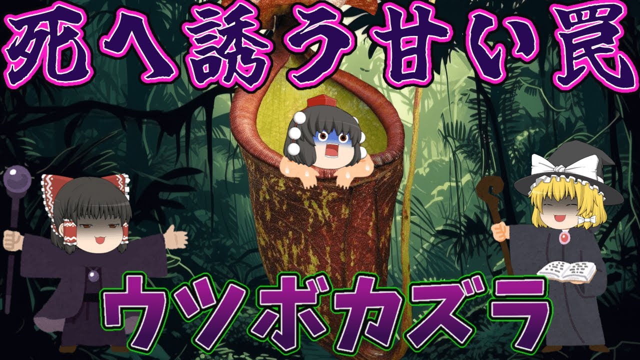 【ゆっくり解説】死へ誘う甘い罠！ウツボカズラ