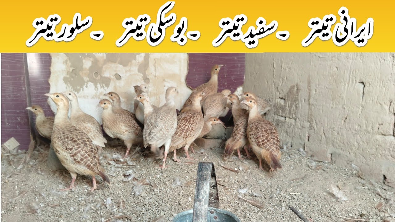 Teetar For Sale || Teetar Looking for a new shelter || Teetar Available || Teetar Ki Awaz || Teetar 