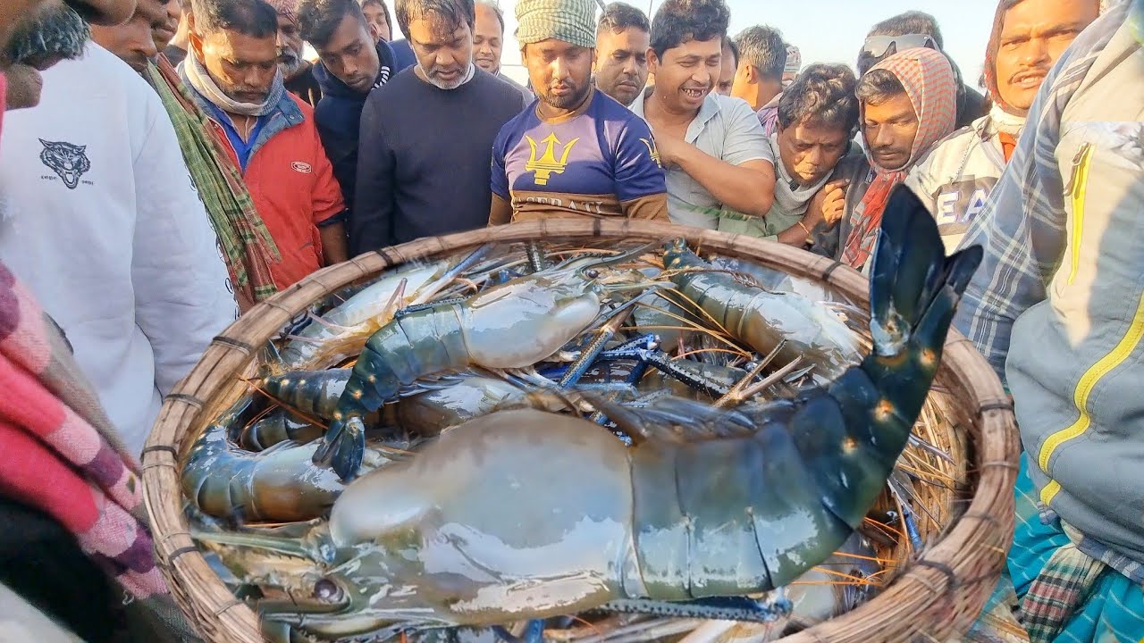 পদ্মার বিশাল বড় বড় চিংড়ি মাছ ও বিভিন্ন মাছের পাইকারি মূল্য দেখুন | deshi Prawn Fish | DN Eyes