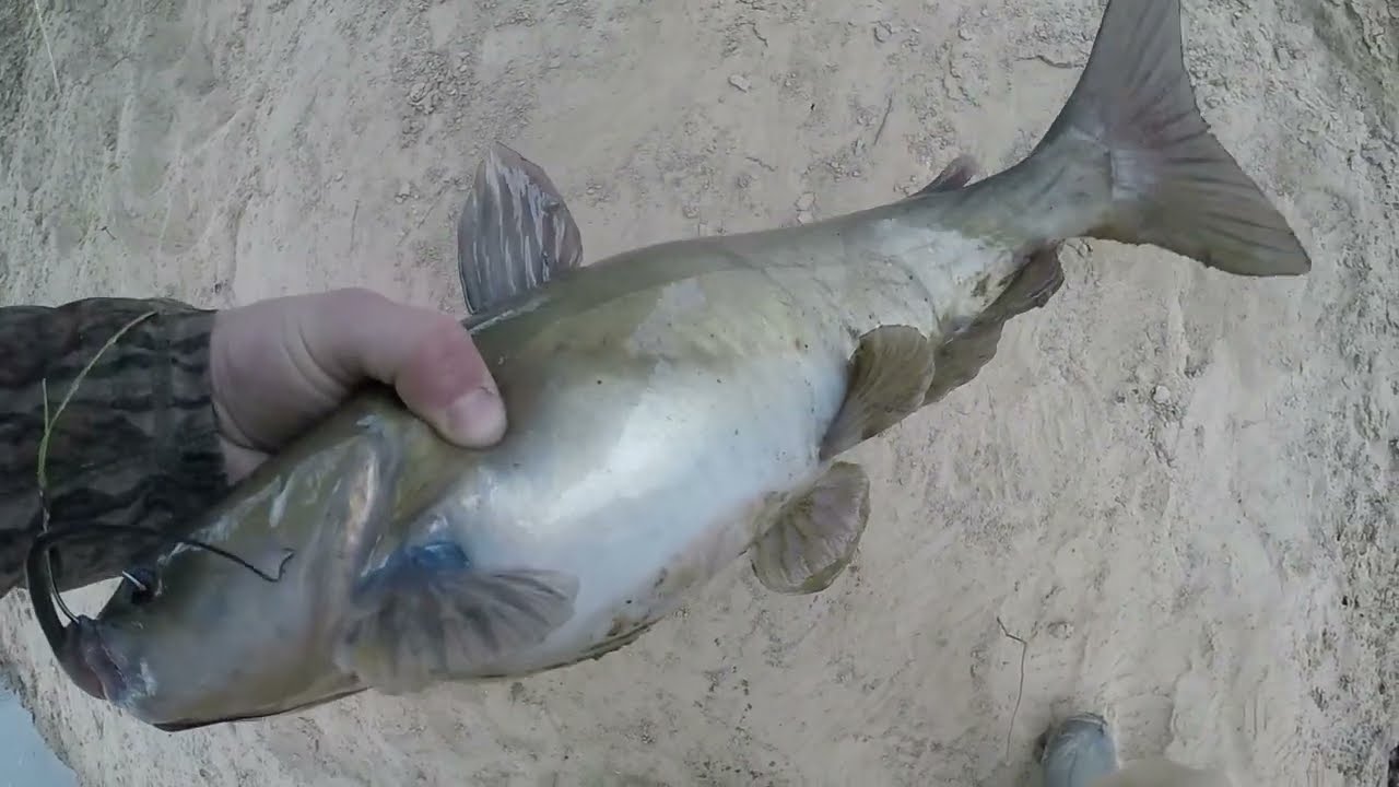 Fishing Under A Highway Bridge For Catfish & Bowfin