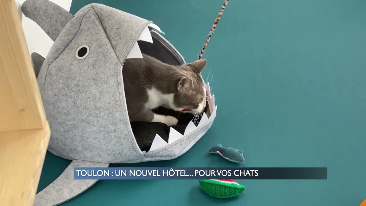 toulon un nouvel hotel pour vos chats