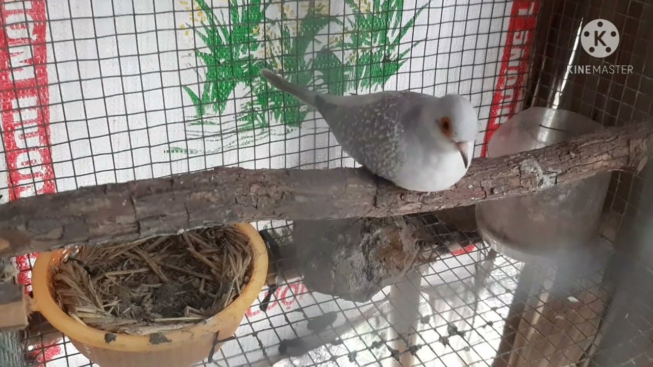 Tham quan mô hình nuôi chim cu gáy Thái. Cu kim cương. Cu Pháp.