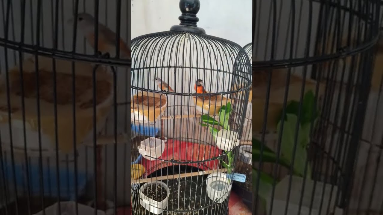 Ternak Burung RedSiskin di Proses Penjodohan.