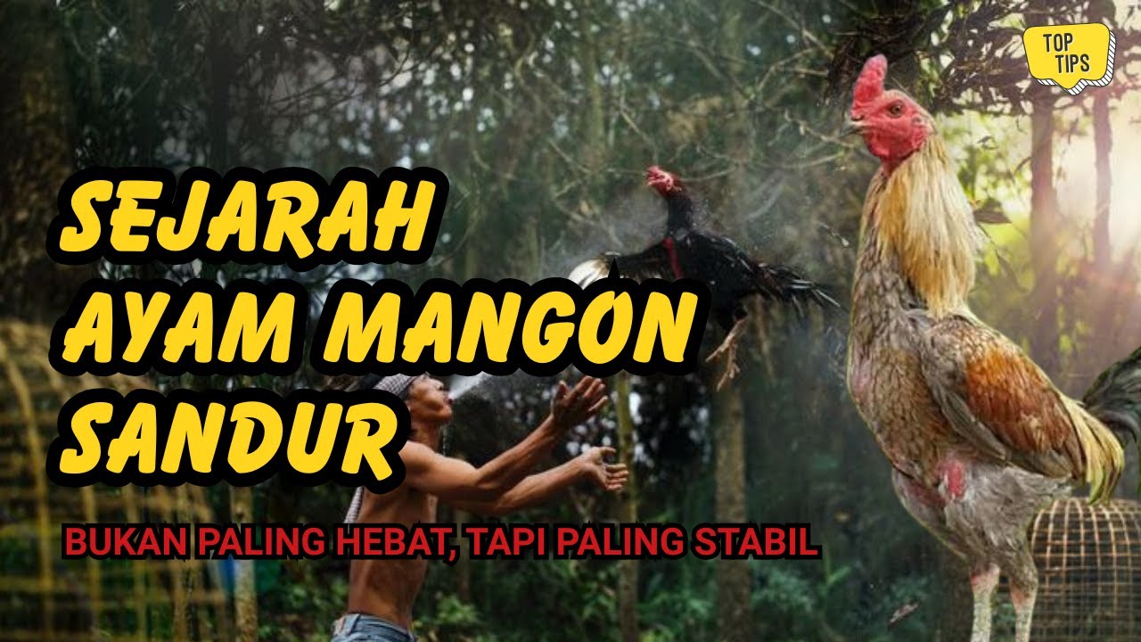 Sejarah Ayam Mangon: Mengapa Nama “Sandur” Dianggap Berbeda oleh Penghobi Lama