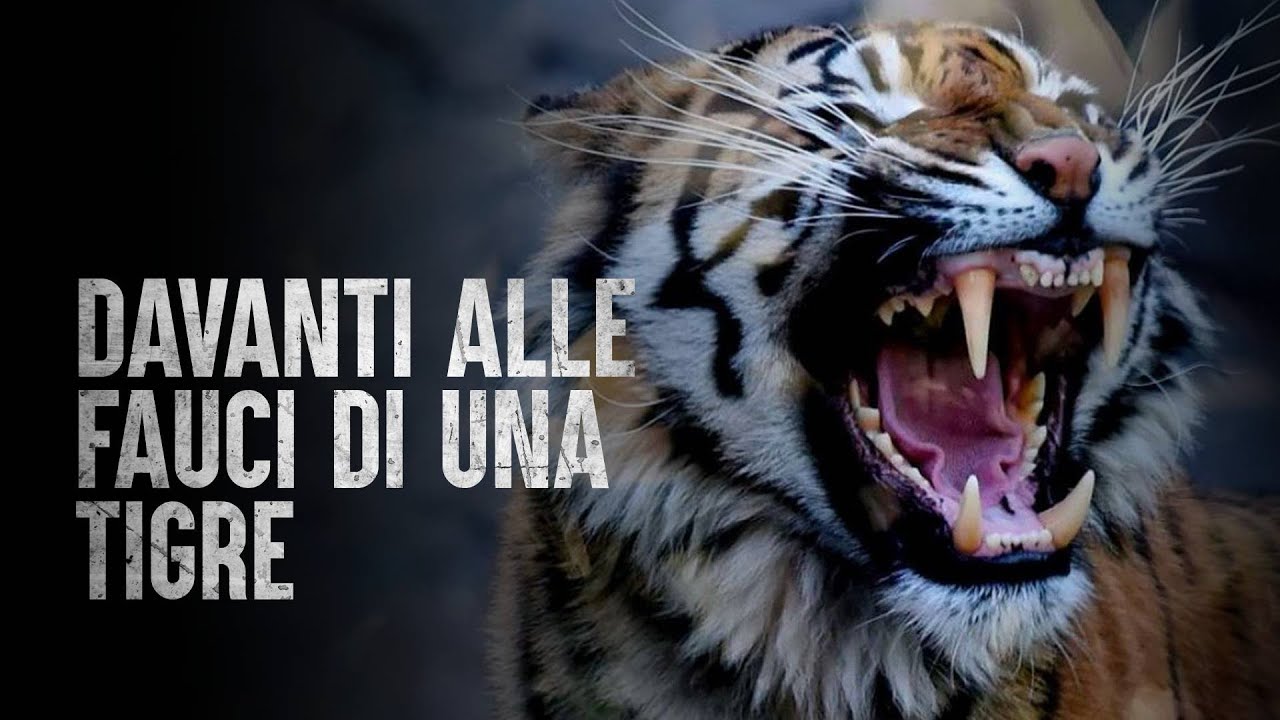 Come Sopravvivere all'Attacco di una Tigre