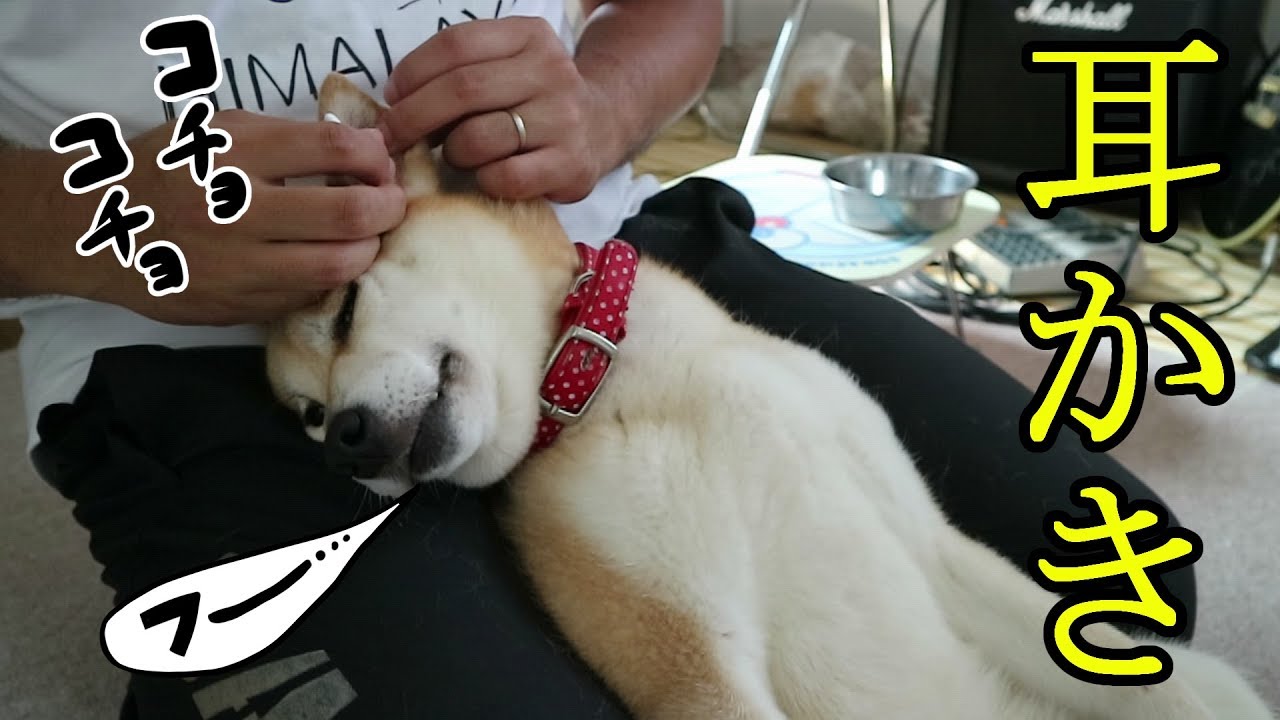 柴犬小春　【恍惚犬】お初の綿棒耳かき体験でうっとりｗ