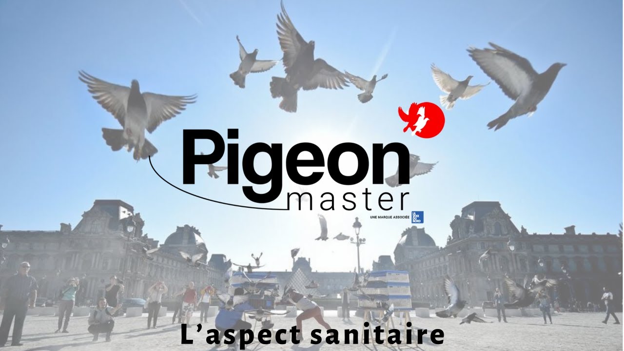 Pigeon - master : Aspect sanitaire / Sanitary aspect (English subtitles)