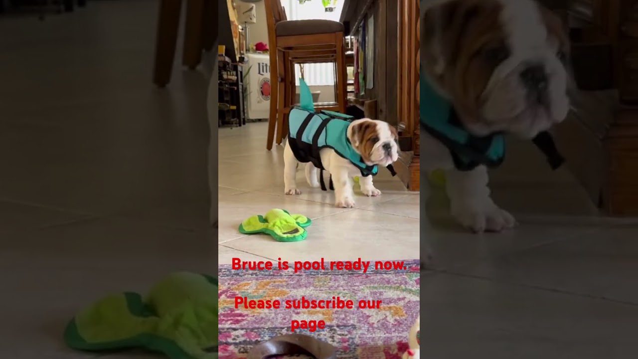 Bruce is pool ready now with his life jacket. #bulldog #englishbulldog #puppy #pets #follow #dogmom