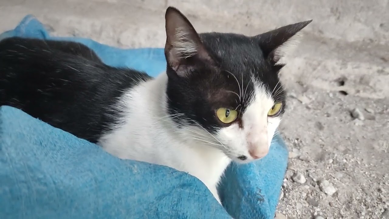 Kucing Cat Sleeping Santai Wenak - Kucing Tidur Di Bawah 