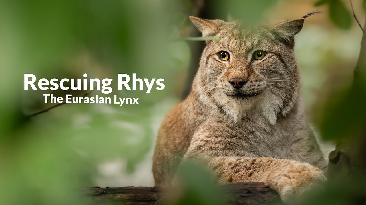 Rescue Mission: Bringing Rhys the Lynx to Safety | The Big Cat Sanctuary