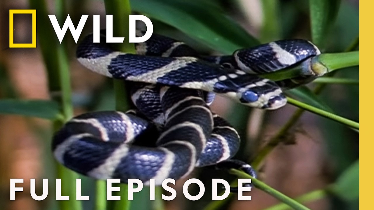 Little Killers (Full Episode) | World's Deadliest | Nat Geo Animals