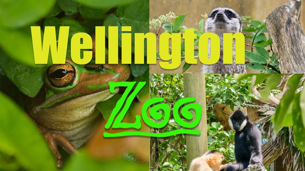 Wellington Zoo